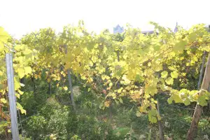 Die Farben des Herbstes Weinberg