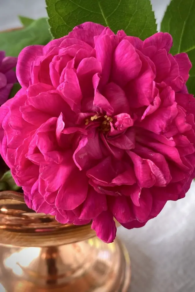 Morabayeh Gol – Persian rose petal Jam مربای گل سرخ