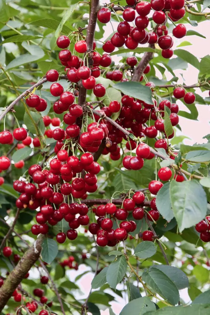 Morabay-e Albaloo – Persian Sour Cherry Jam