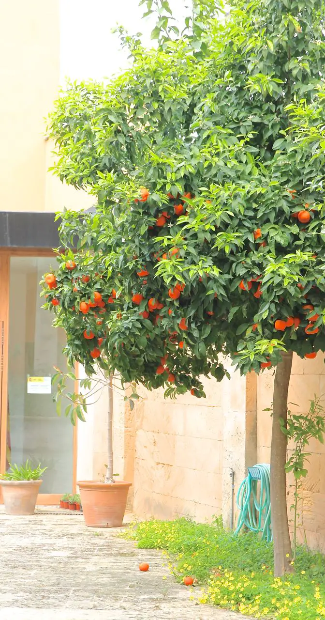 Orangenbaum Labsalliebe
