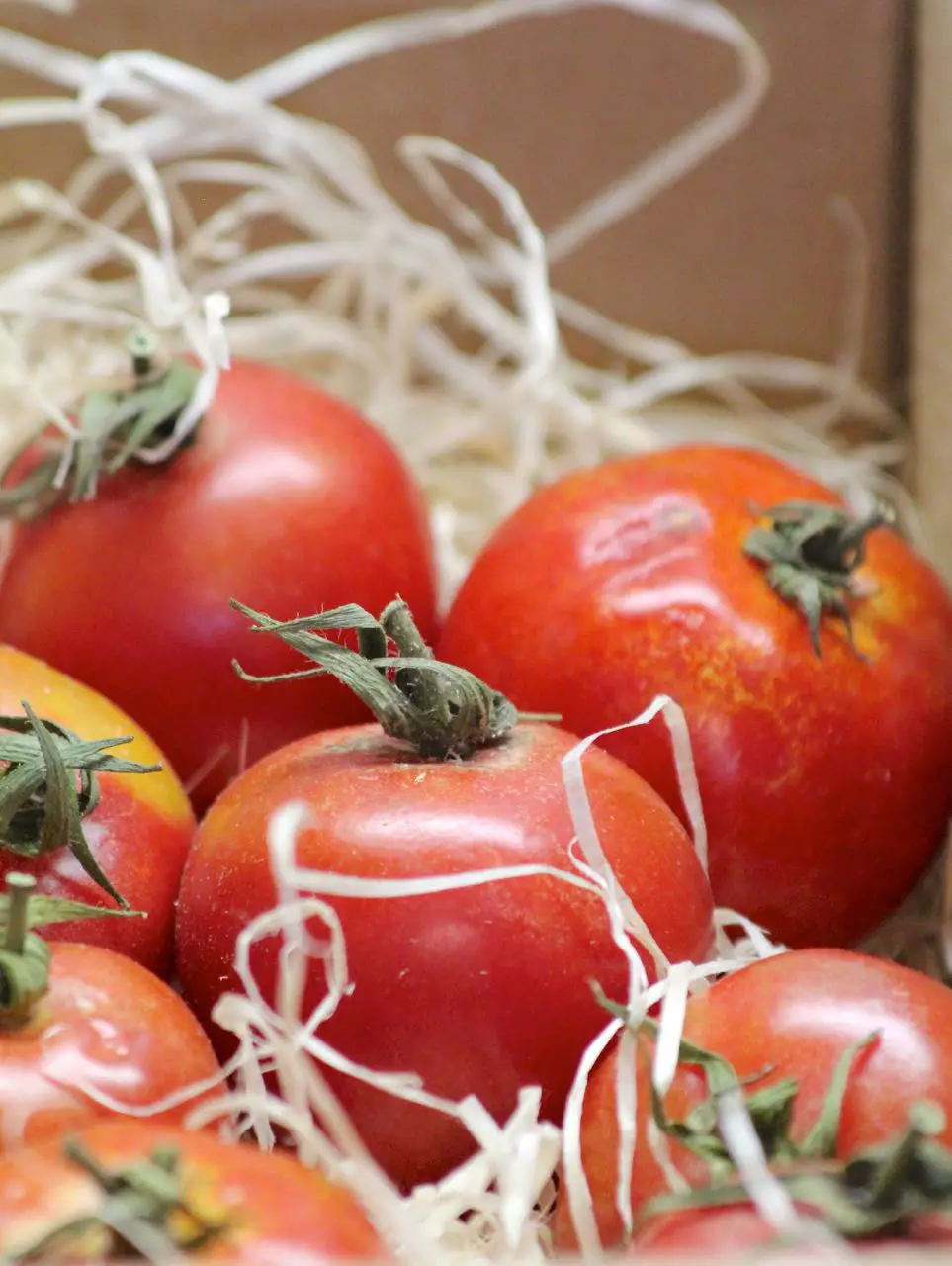 Tomaten Labsalliebe