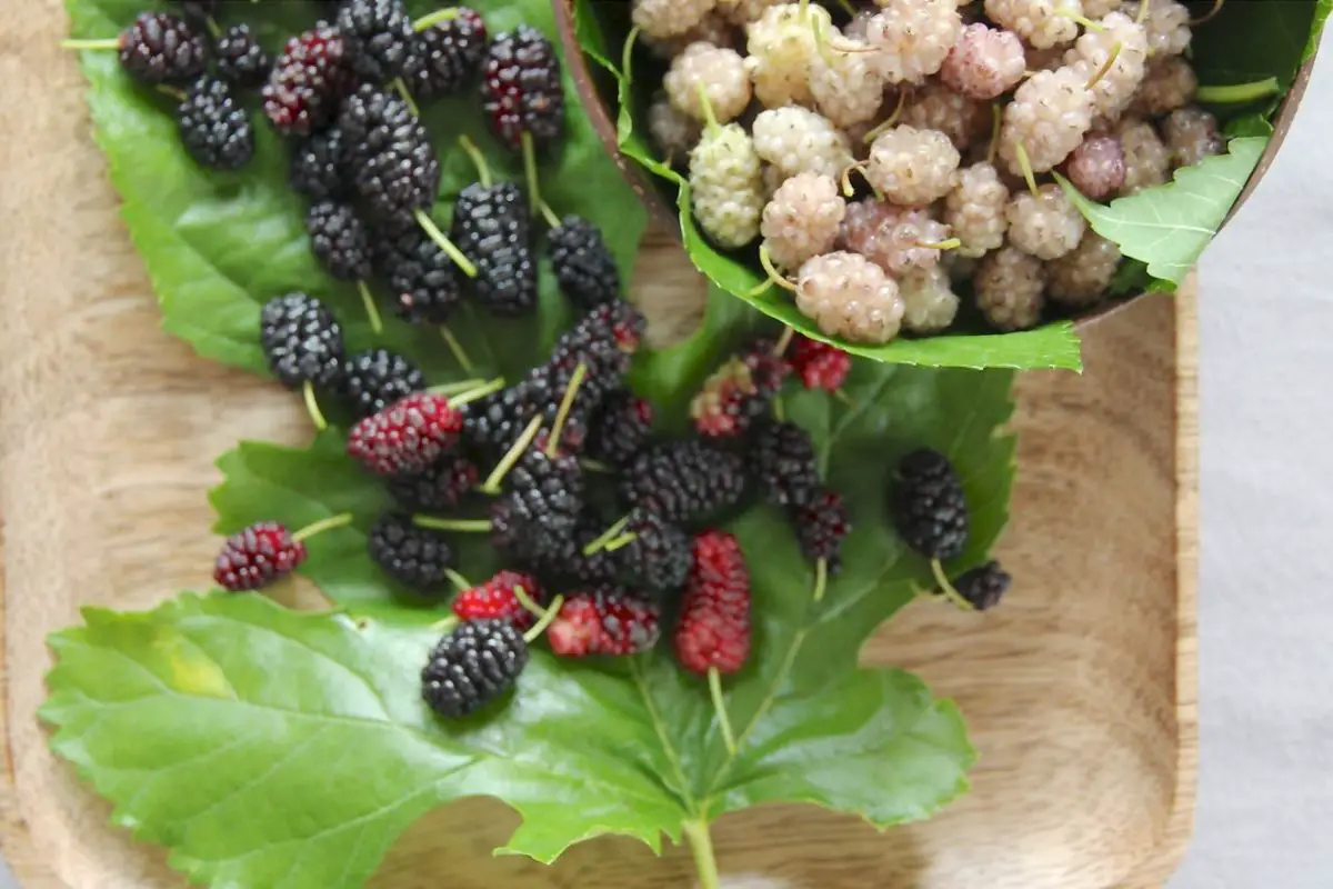 36+ Wie Schmecken Maulbeeren, So verschieden die sorten, so
