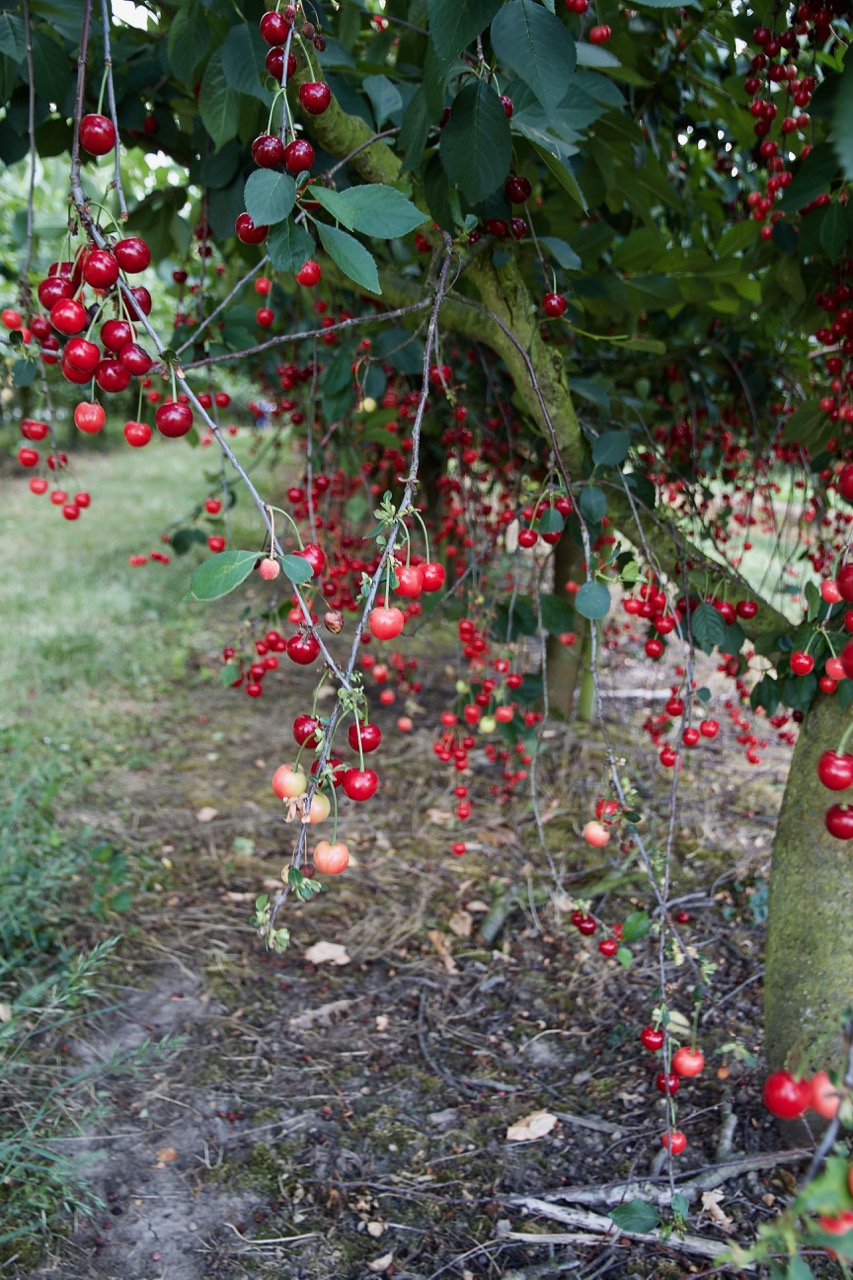 Morabay-e Albaloo - Persische Sauerkirsch-Konfitüre - Labsalliebe