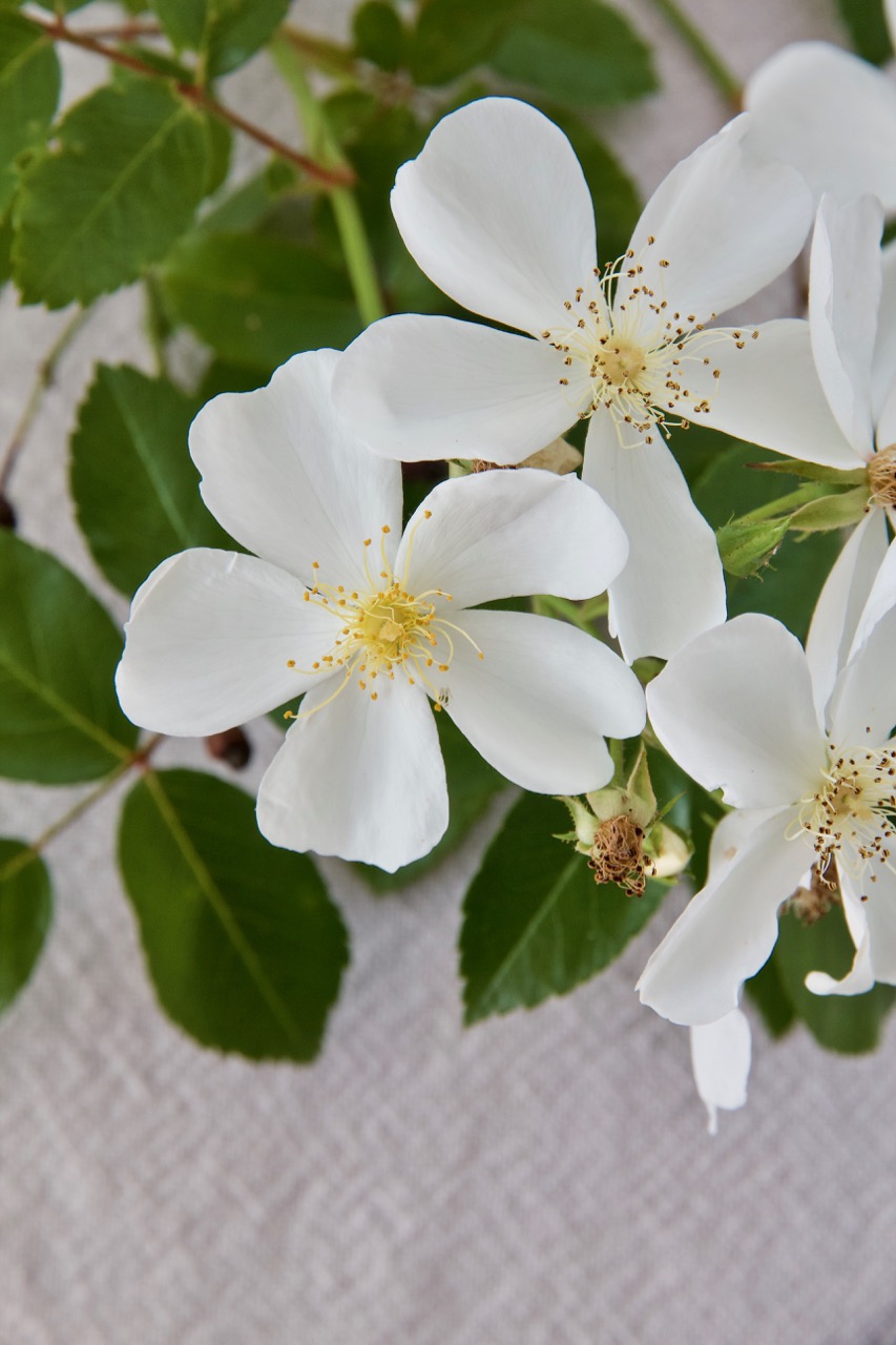 Joghurt-Creme mit gebackenen Erdbeeren - Labsalliebe