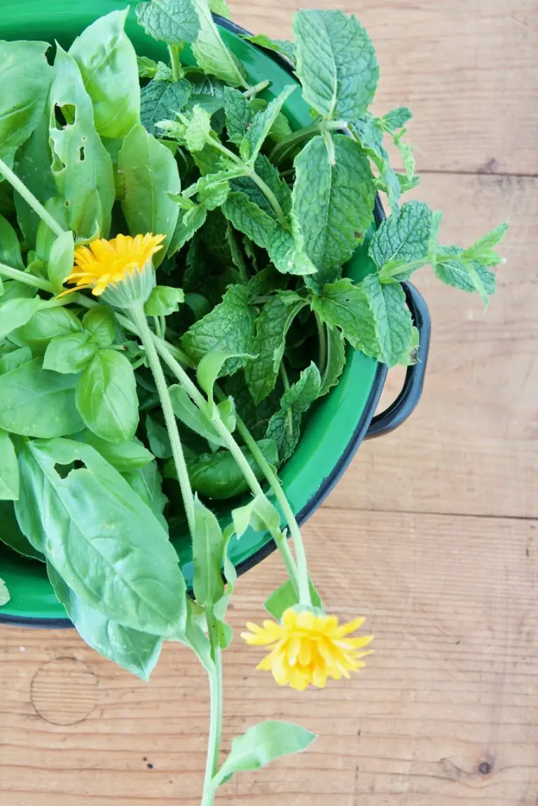 Sabzi Khordan Dip - Kräuter-Feta-Dip mit Walnüssen - Labsalliebe Sabzi Khordan Dip - Kräuter-Feta-Dip mit Walnüssen - Labsalliebe