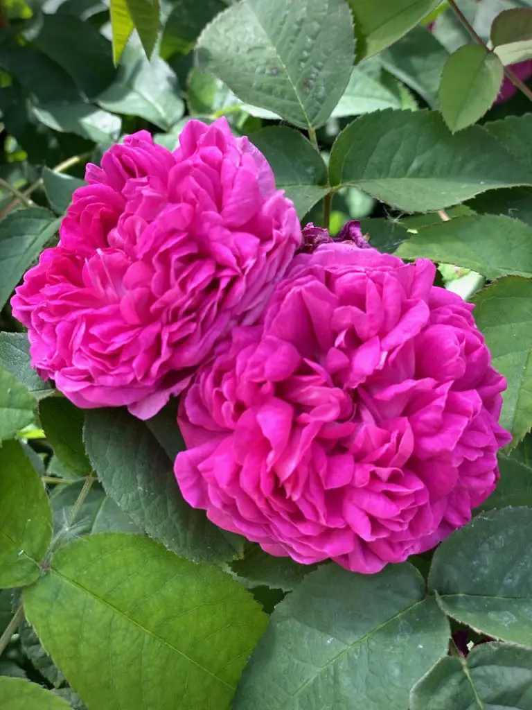 Morabayeh Gol - Persischer Rosenblütenaufstrich مربای گل سرخ